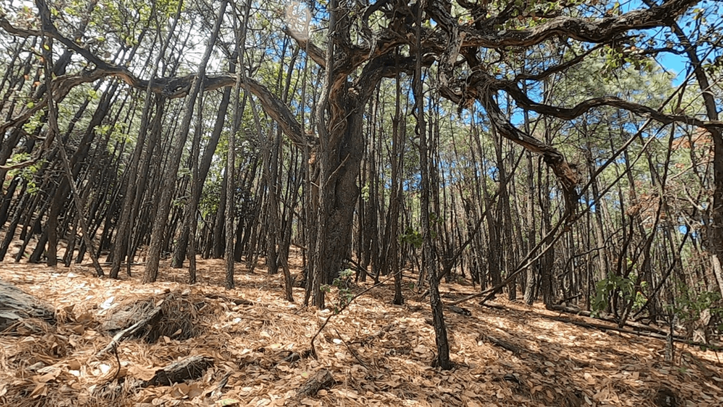 00 Senderos del Bosque (Tapalpa) (10)