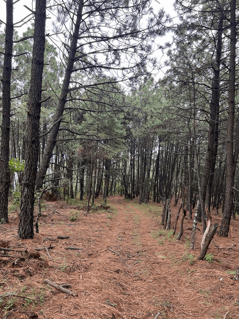 00 Senderos del Bosque (Tapalpa) (3)