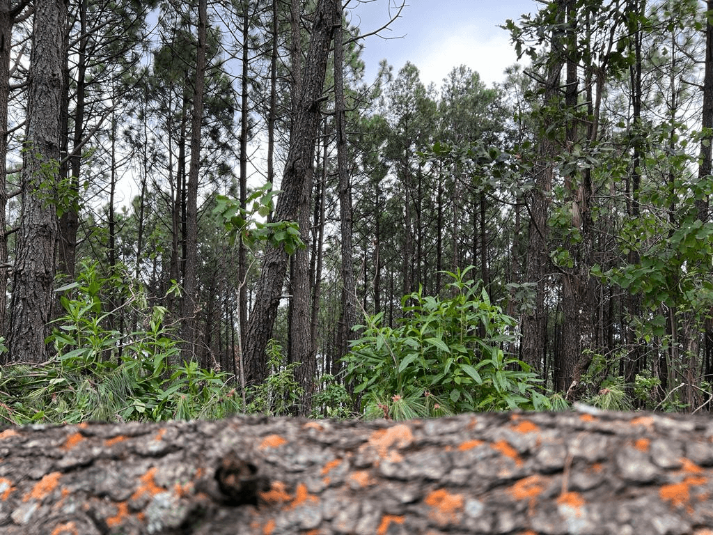 00 Senderos del Bosque (Tapalpa) (4)