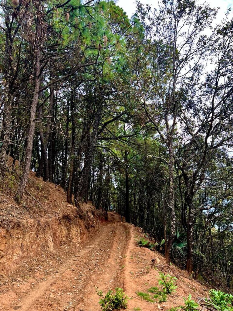 Senderos del Bosque (Tapalpa) (13)